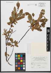 Foto von Salix waldsteiniana Willd.